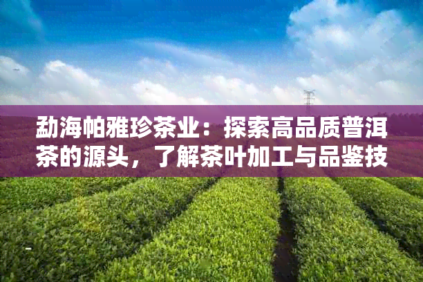 勐海帕雅珍茶业：探索高品质普洱茶的源头，了解茶叶加工与品鉴技巧