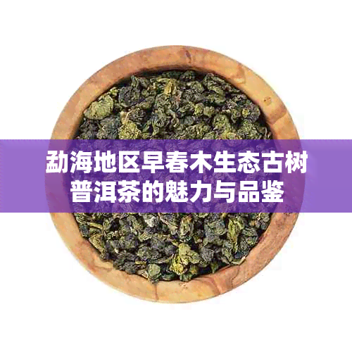 勐海地区早春木生态古树普洱茶的魅力与品鉴