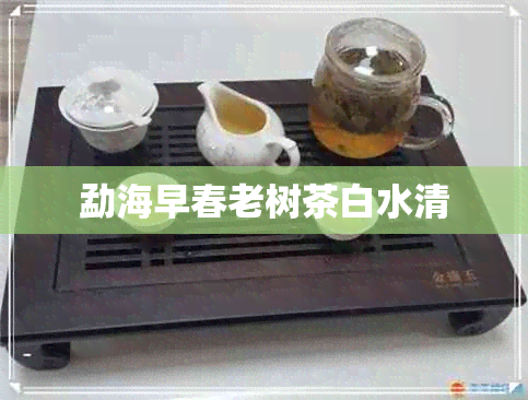 勐海早春老树茶白水清