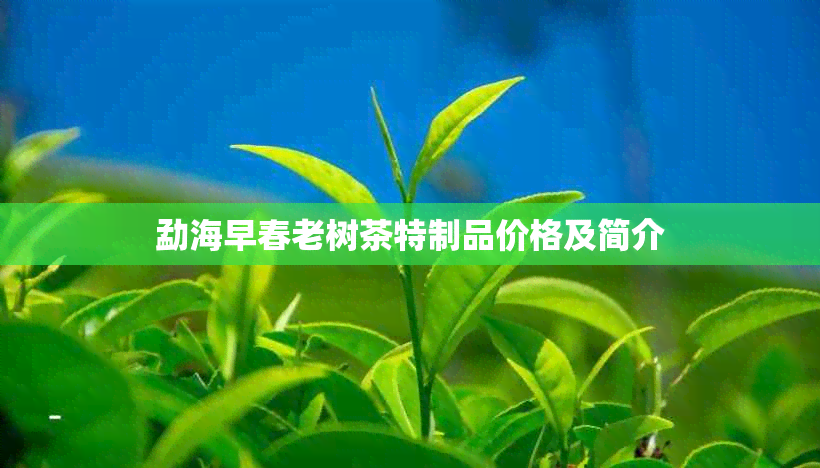 勐海早春老树茶特制品价格及简介