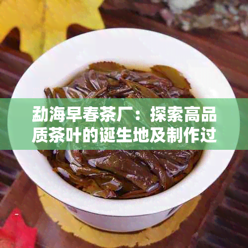 勐海早春茶厂：探索高品质茶叶的诞生地及制作过程