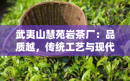 武夷山慧苑岩茶厂：品质越，传统工艺与现代科技相结合的岩茶领导者