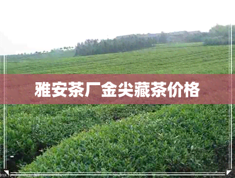 雅安茶厂金尖藏茶价格