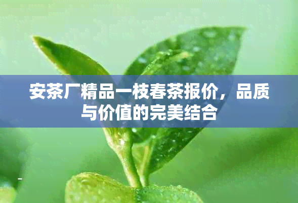 安茶厂精品一枝春茶报价，品质与价值的完美结合