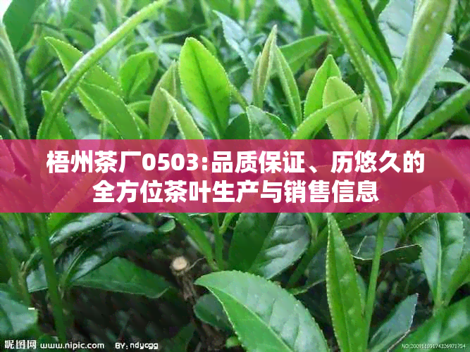 梧州茶厂0503:品质保证、历悠久的全方位茶叶生产与销售信息