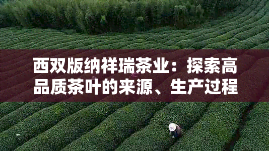 西双版纳祥瑞茶业：探索高品质茶叶的来源、生产过程与独特风味