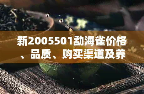 新2005501勐海雀价格、品质、购买渠道及养殖方法全解析