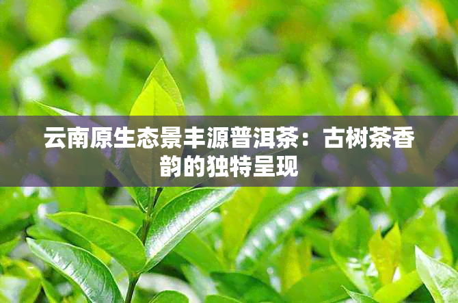 云南原生态景丰源普洱茶：古树茶香韵的独特呈现