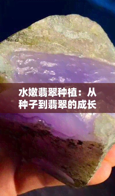 水嫩翡翠种植：从种子到翡翠的成长之路