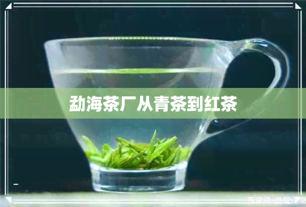 勐海茶厂从青茶到红茶