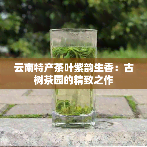 云南特产茶叶紫韵生香：古树茶园的精致之作