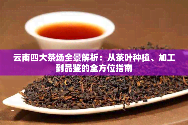 云南四大茶场全景解析：从茶叶种植、加工到品鉴的全方位指南