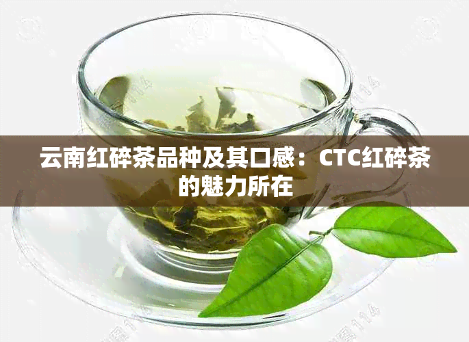 云南红碎茶品种及其口感：CTC红碎茶的魅力所在