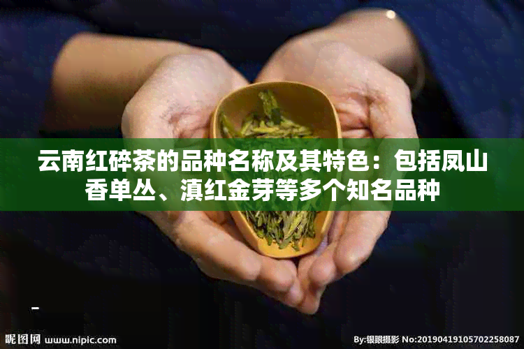 云南红碎茶的品种名称及其特色：包括凤山香单丛、滇红金芽等多个知名品种