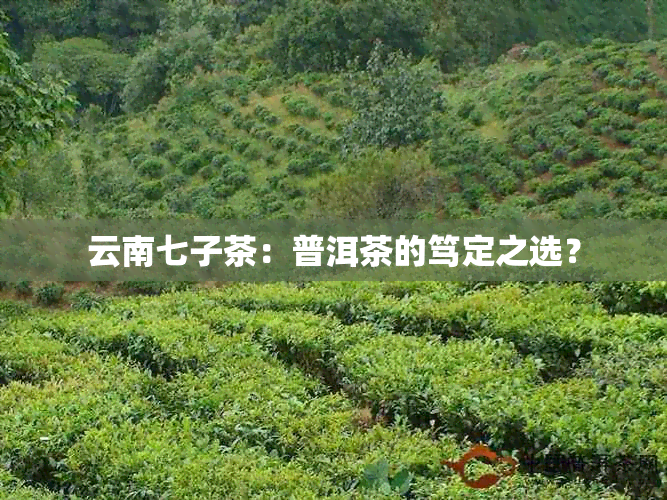 云南七子茶：普洱茶的笃定之选？