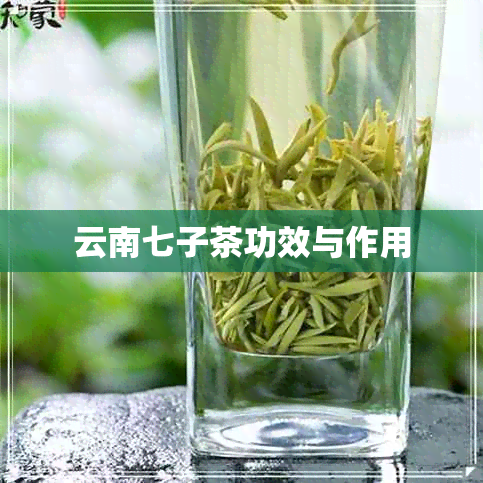 云南七子茶功效与作用