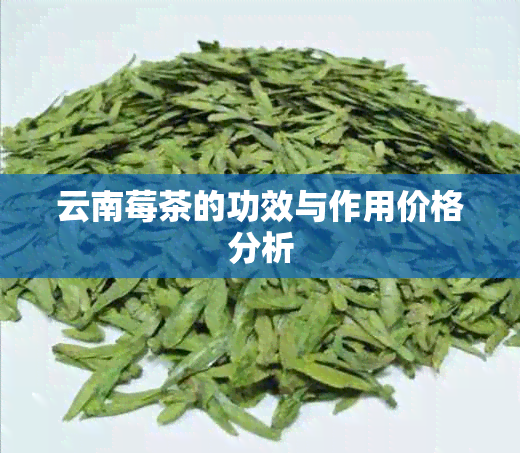 云南莓茶的功效与作用价格分析