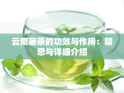 云南藤茶的功效与作用：禁忌与详细介绍