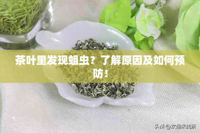 茶叶里发现蛆虫？了解原因及如何预防！