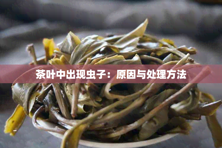 茶叶中出现虫子：原因与处理方法