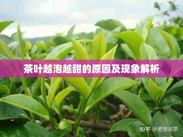 茶叶越泡越甜的原因及现象解析