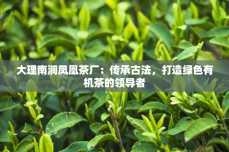 大理南涧凤凰茶厂：传承古法，打造绿色有机茶的领导者