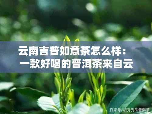 云南吉普如意茶怎么样： 一款好喝的普洱茶来自云南吉普如意茶业