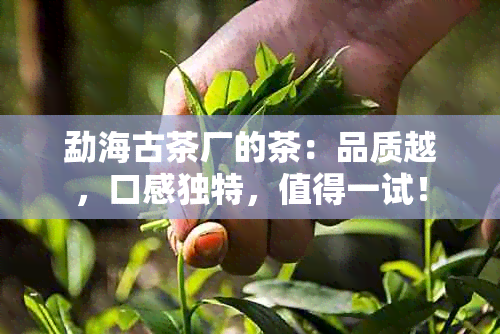 勐海古茶厂的茶：品质越，口感独特，值得一试！