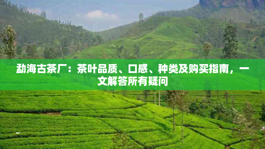 勐海古茶厂：茶叶品质、口感、种类及购买指南，一文解答所有疑问