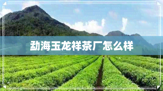 勐海玉龙祥茶厂怎么样