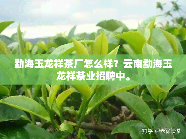 勐海玉龙祥茶厂怎么样？云南勐海玉龙祥茶业招聘中。