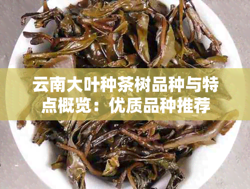 云南大叶种茶树品种与特点概览：优质品种推荐