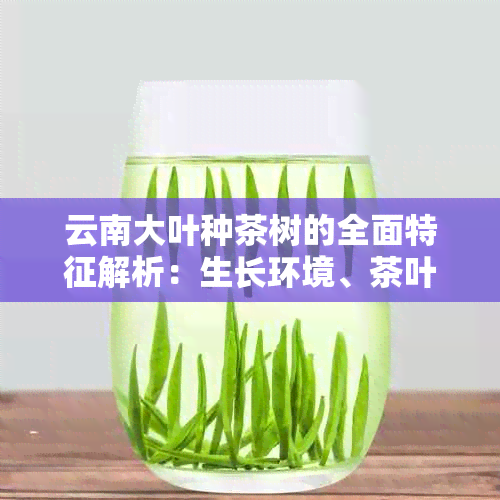 云南大叶种茶树的全面特征解析：生长环境、茶叶品质与采摘技巧