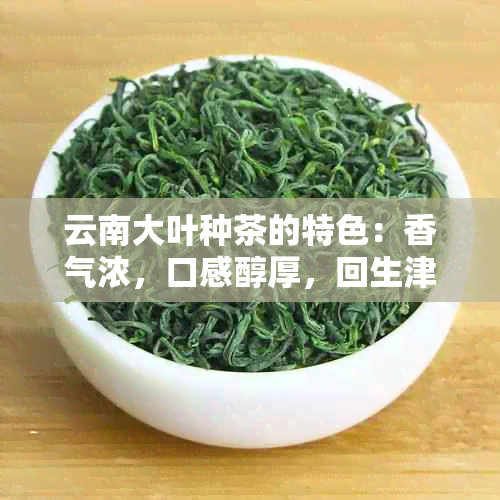 云南大叶种茶的特色：香气浓，口感醇厚，回生津