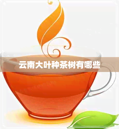 云南大叶种茶树有哪些