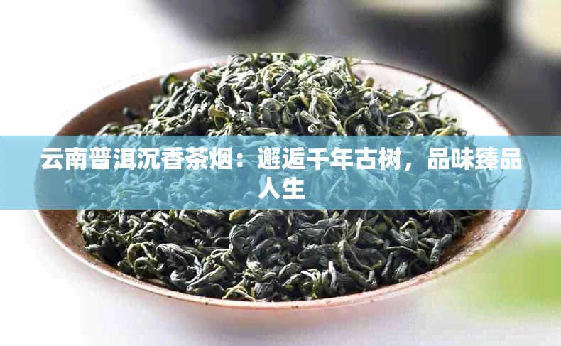 云南普洱沉香茶：邂逅千年古树，品味臻品人生