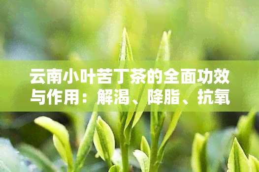 云南小叶苦丁茶的全面功效与作用：解渴、降脂、抗氧化等多方面益处解析