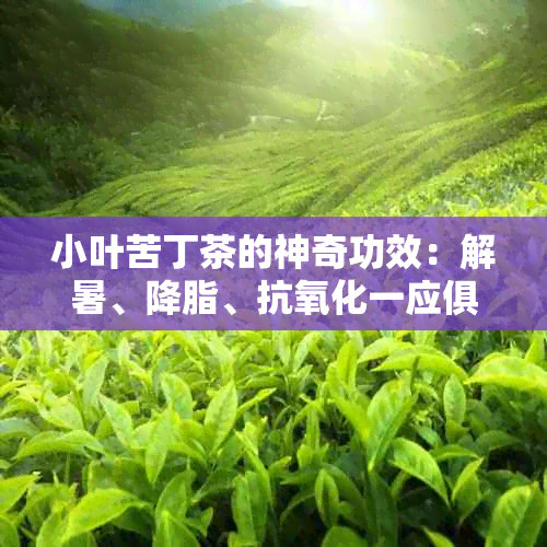 小叶苦丁茶的神奇功效：解暑、降脂、抗氧化一应俱全！