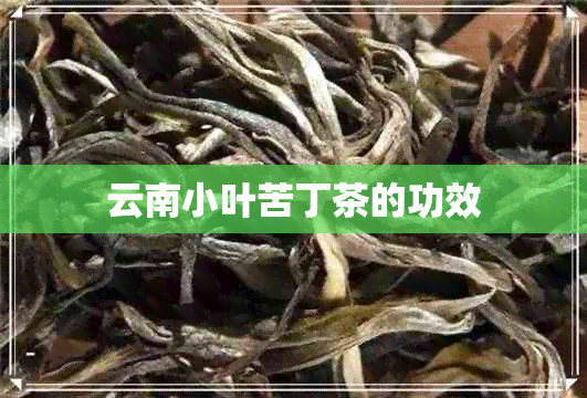 云南小叶苦丁茶的功效