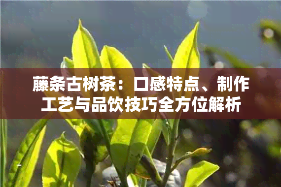 藤条古树茶：口感特点、制作工艺与品饮技巧全方位解析