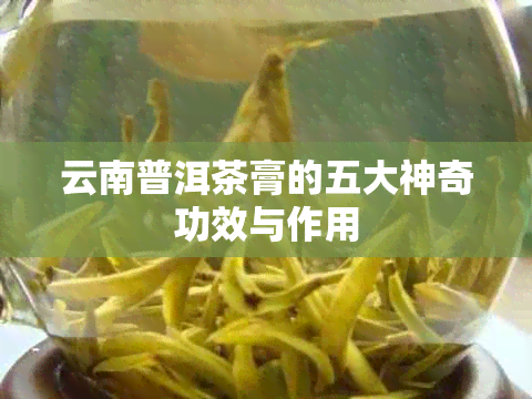 云南普洱茶膏的五大神奇功效与作用