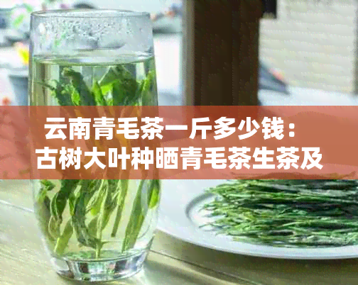 云南青毛茶一斤多少钱： 古树大叶种晒青毛茶生茶及云南毛茶价格解析