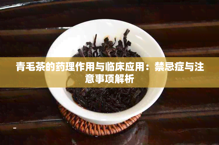 青毛茶的理作用与临床应用：禁忌症与注意事项解析