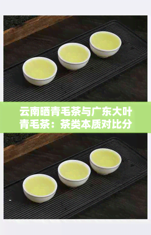 云南晒青毛茶与广东大叶青毛茶：茶类本质对比分析，了解两者特点与差异