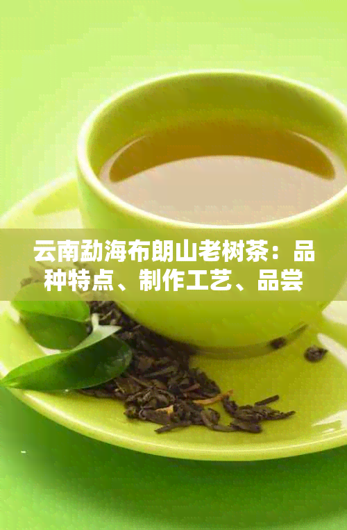 云南勐海布朗山老树茶：品种特点、制作工艺、品尝技巧及适合人群的全面介绍