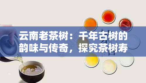 云南老茶树：千年古树的韵味与传奇，探究茶树寿命及品茗之道