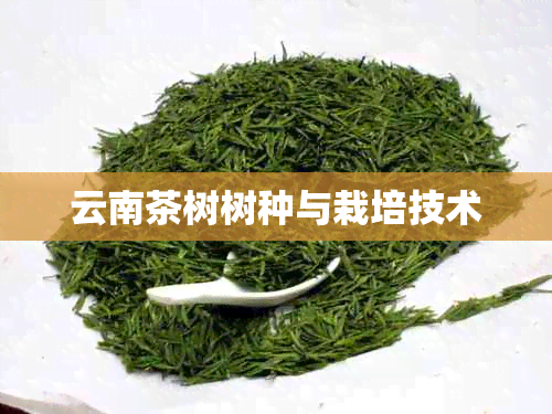 云南茶树树种与栽培技术