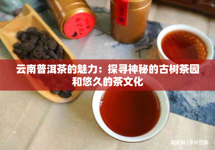 云南普洱茶的魅力：探寻神秘的古树茶园和悠久的茶文化