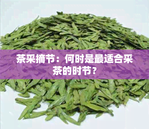 茶采摘节：何时是最适合采茶的时节？