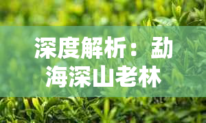 深度解析：勐海深山老林茶厂普洱茶的价格形成机制与市场趋势